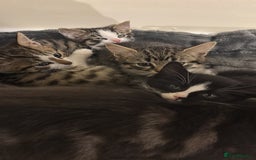 Mixed Breed cats for sale: Loving homes needed! - Advert 1