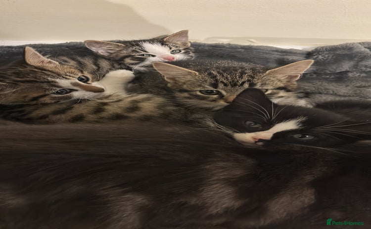 Mixed Breed cats Loving homes needed! - Advert 1