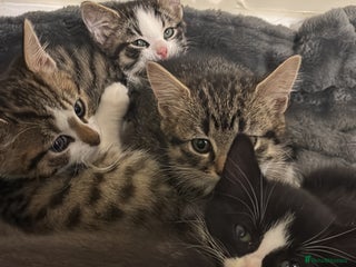 Mixed Breed cats Loving homes needed! - Advert 1