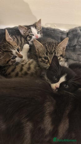 Mixed Breed cats Loving homes needed! - Advert 1