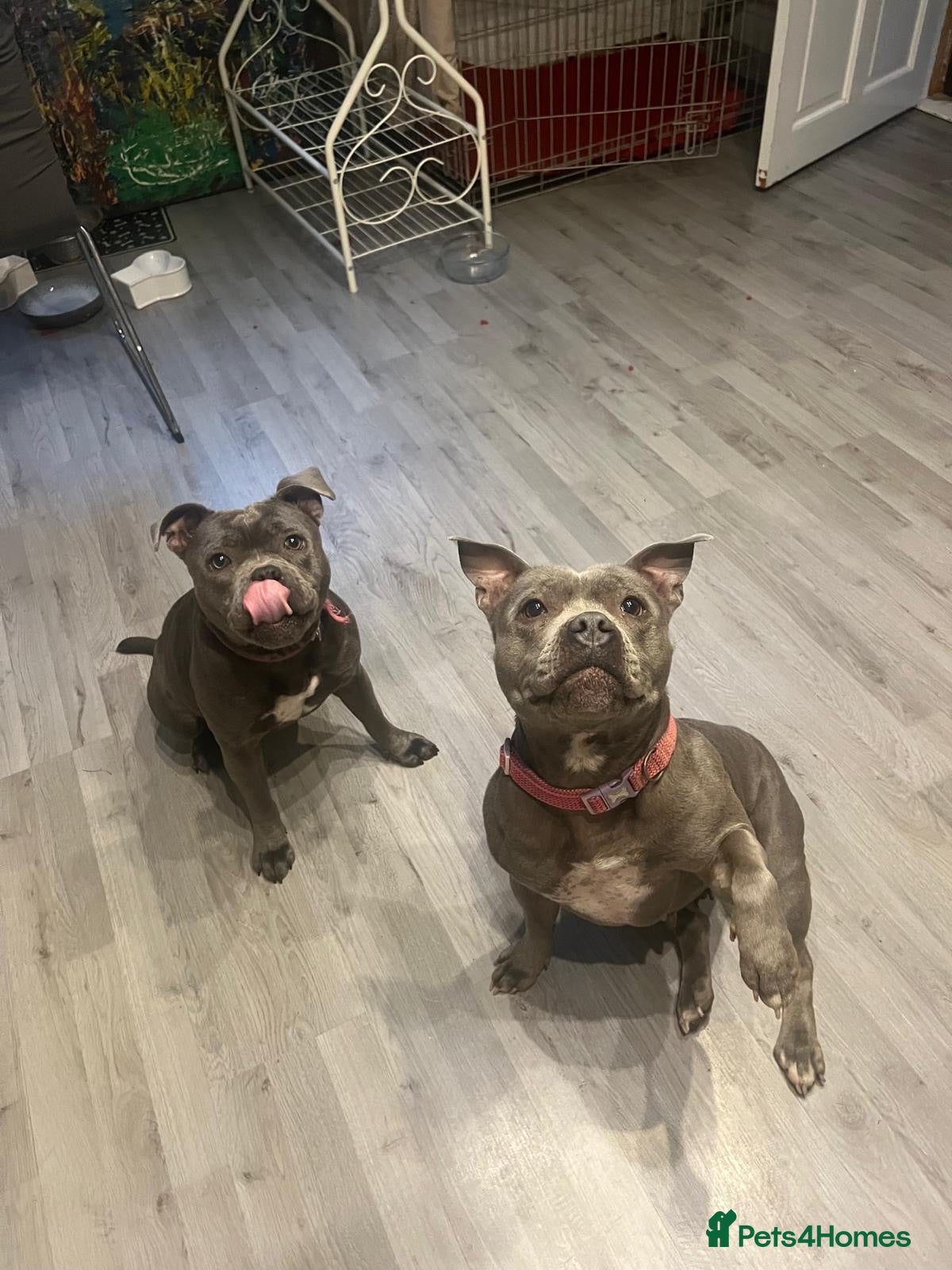 Staffordshire Bull Terrier dogs Four stunning blue Staffordshire bull terriers - Advert 2