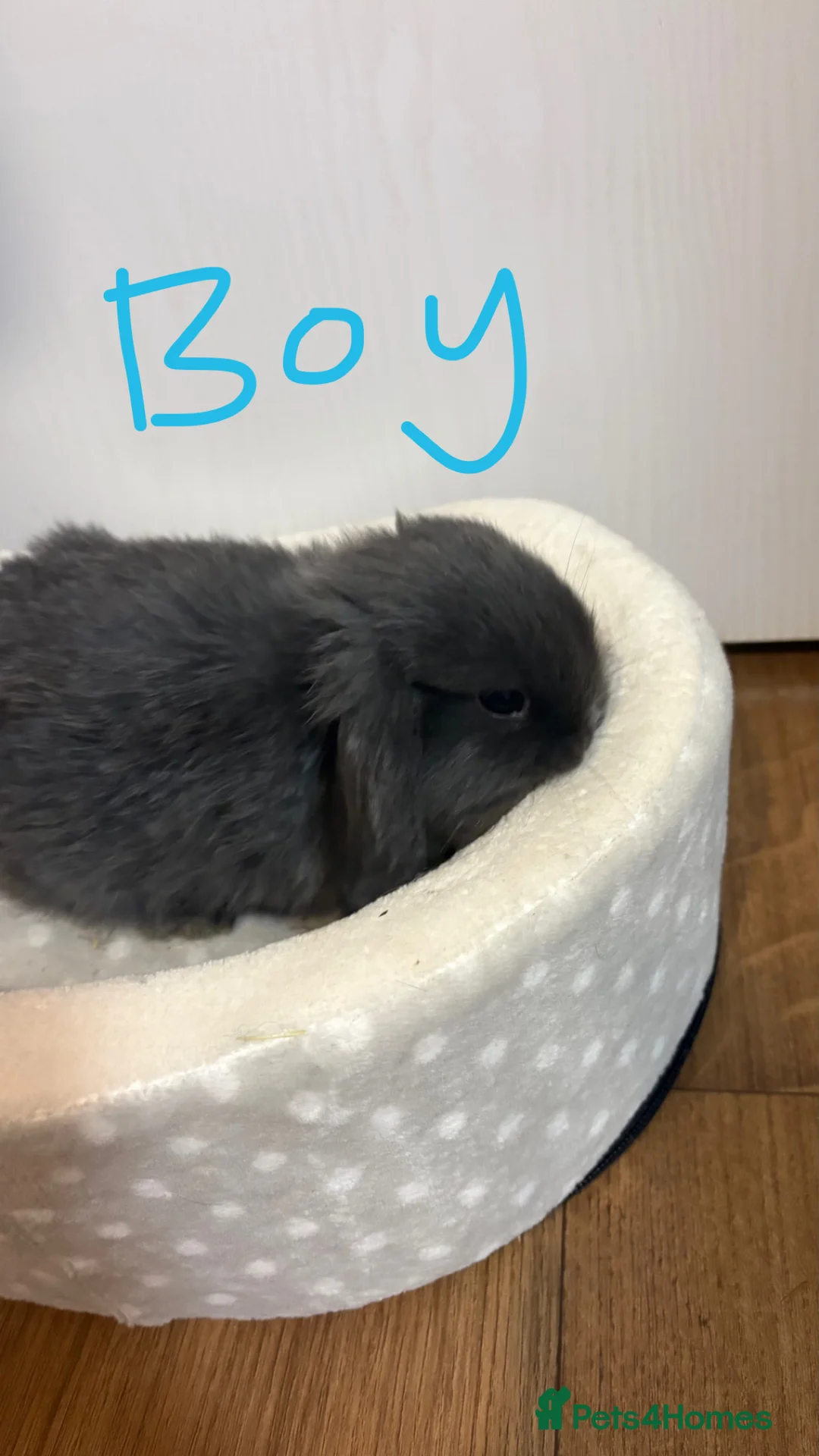 Mini Lop rabbits for sale: Mini lops  - Advert 7