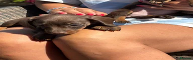 Miniature Dachshund 5