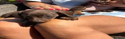 Miniature Dachshund dogs for sale: Miniature Dachshund puppies in Burford - Advert 5