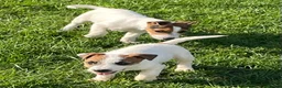 Jack Russell dogs for sale: Pure Bred Jack Russell Puppies - Advert 4