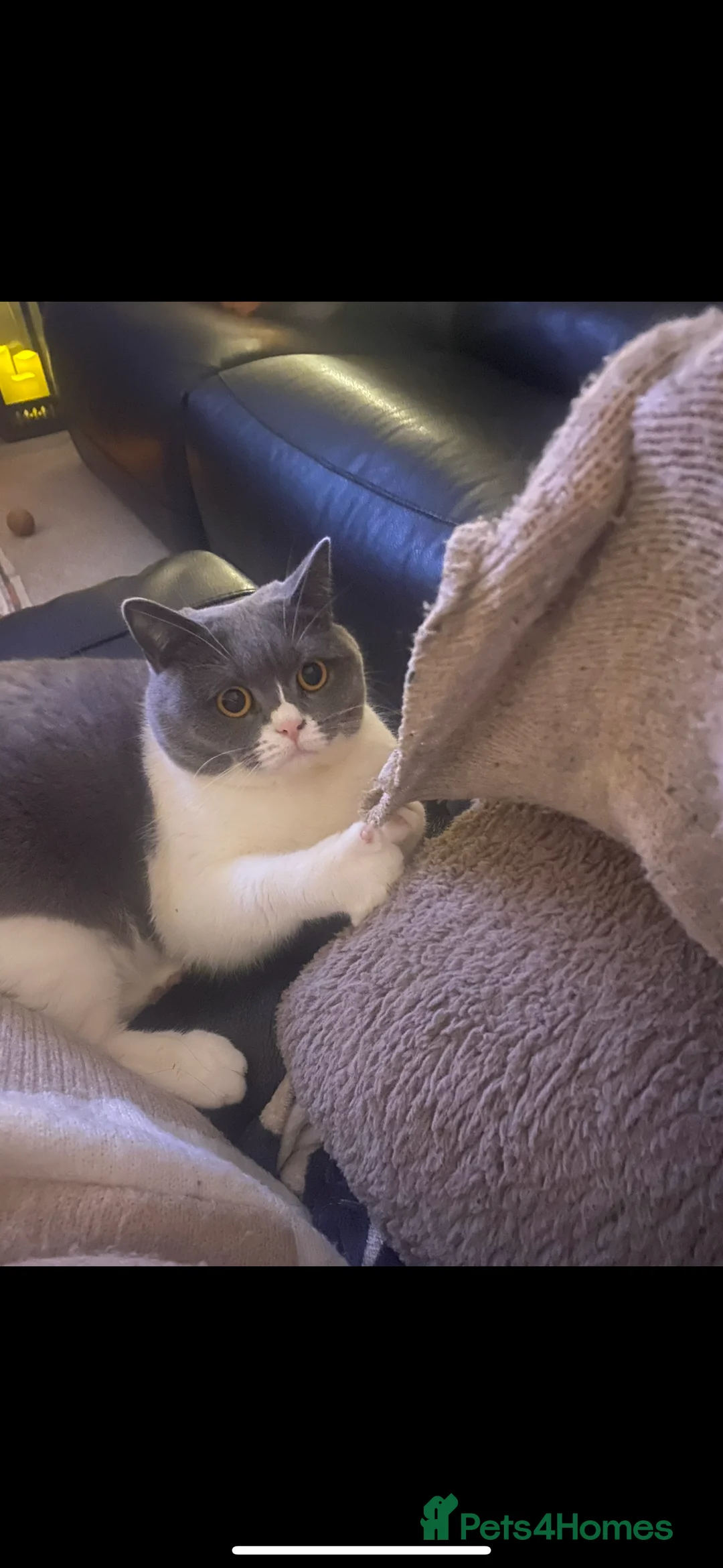 British Shorthair cats for sale: Bi-coloured BSH  - Advert 1