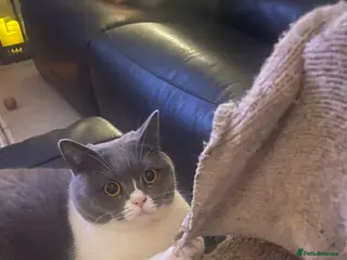 British Shorthair cats Bi-coloured BSH - Advert 1