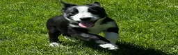 Border Collie dogs for sale: Handsome smooth coated border collie pups in Builth Wells - Advert 10