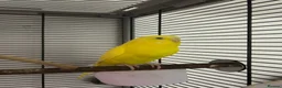 Budgerigars birds for sale: Tom and Jerry  - Advert 8