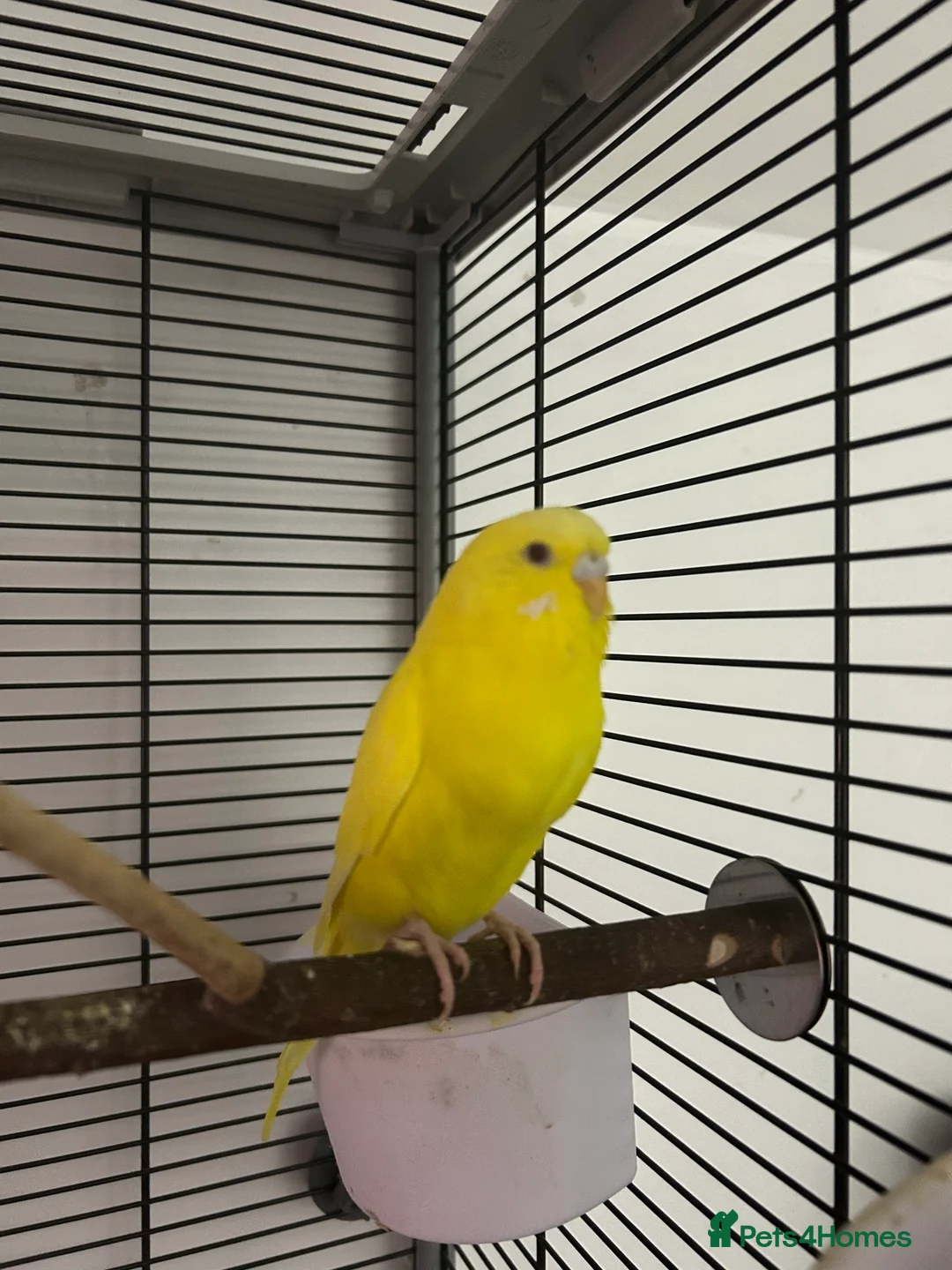 Budgerigars birds for sale: Tom and Jerry  - Advert 8