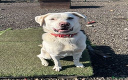 Mixed Breed dogs for adoption: DOUGIE - looking for an active guardian. - Image 13