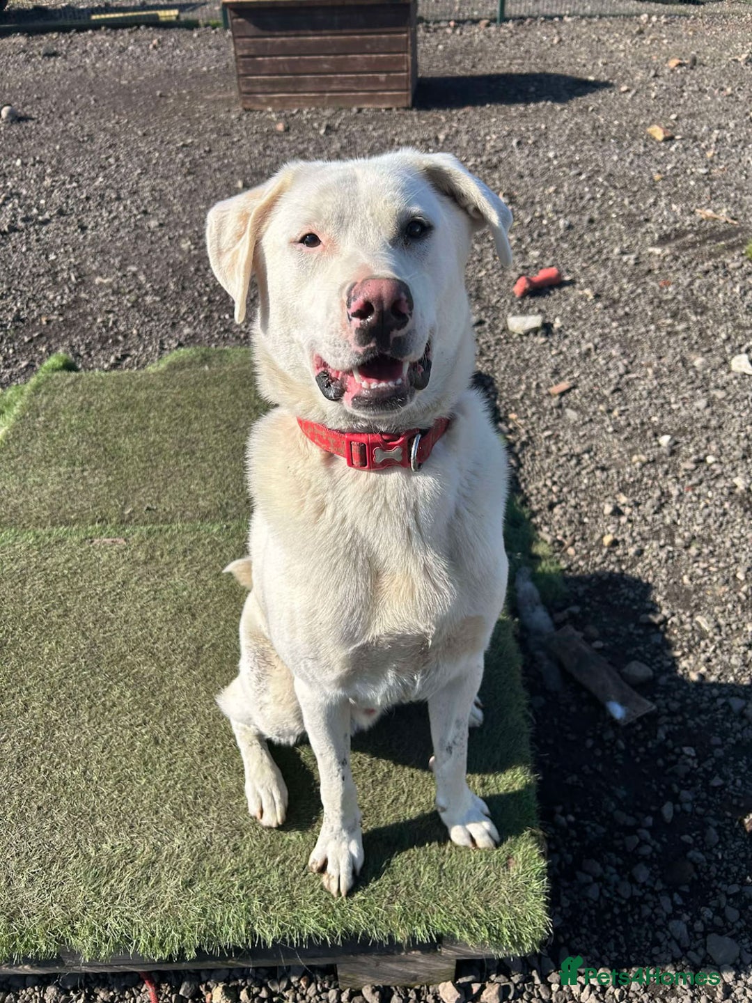 Mixed Breed dogs for adoption: DOUGIE - looking for an active guardian. - Image 13