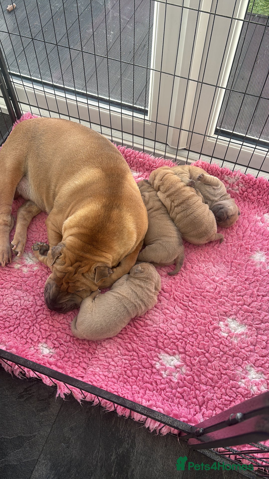Shar Pei dogs for sale: Shar pei puppies  - Advert 9