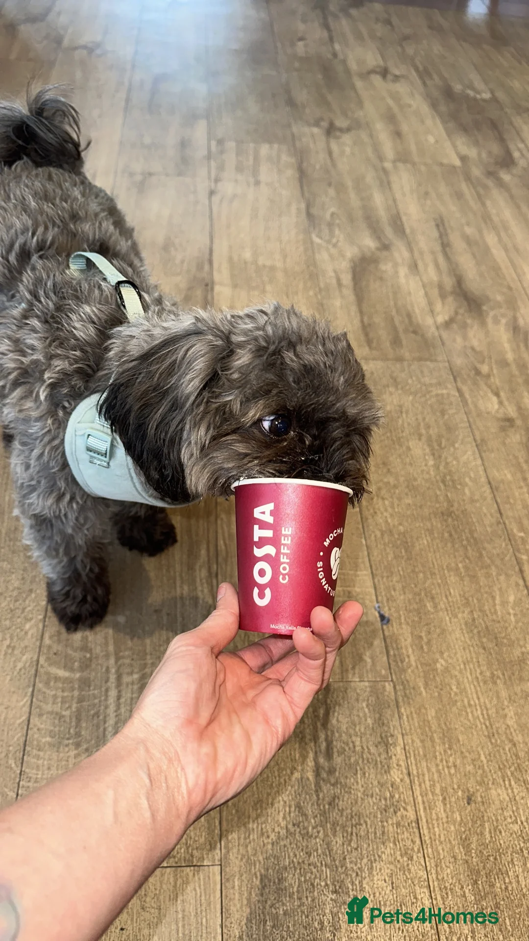 Shihpoo dogs for sale: Female Shihpoo Needs Forever Loving Home in Loughborough - Advert 2