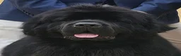 Newfoundland dogs for sale: Newfoundland Puppies in Carluke - Advert 5