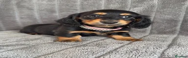 Miniature Dachshund 3