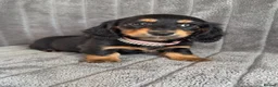 Miniature Dachshund dogs for sale: Long haired miniature dachshund puppies - Advert 6