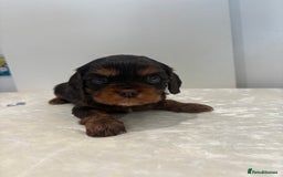 Cavalier King Charles Spaniel dogs for sale: BOYS chocolate cavaliers 🐶🍫 - Image 5