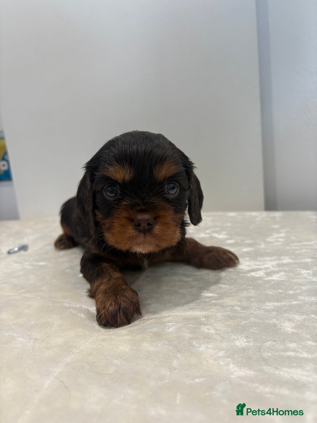 Cavalier King Charles Spaniel dogs for sale: BOYS chocolate cavaliers 🐶🍫 - Image 5
