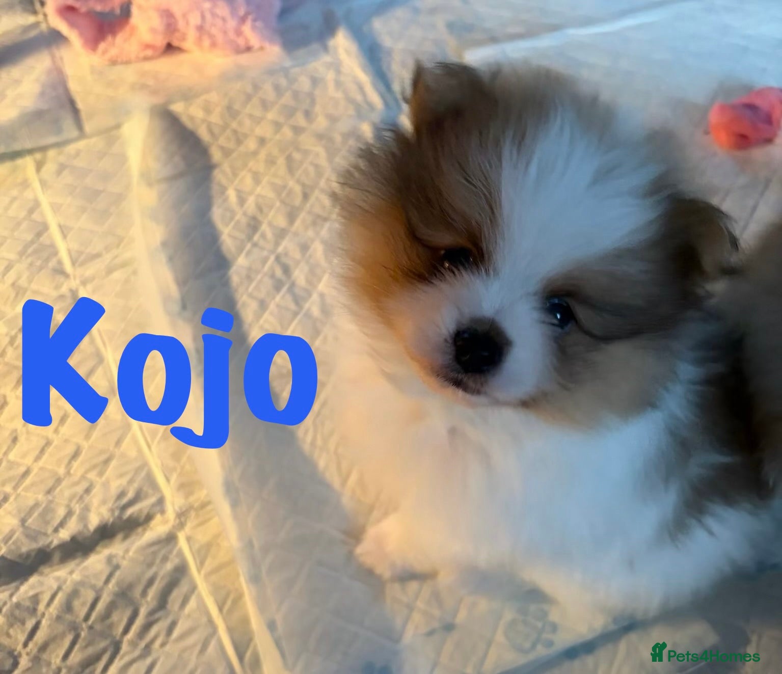 Pomeranian dogs for sale: Pomeranian Puppies Available To Reserve Now in Manchester - Advert 5