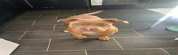 Mixed Breed dogs for sale: Beautiful staffy x old English bulldog - Advert 3