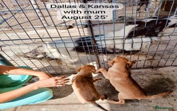 Mixed Breed dogs for adoption: Dallas, 6 months approx. Available for adoption. - Image 6