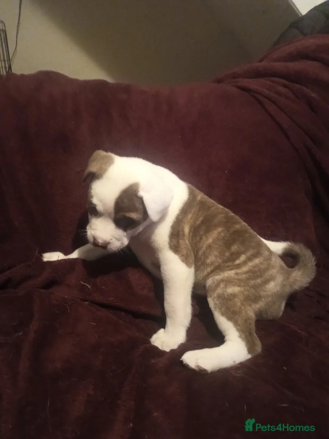 Mixed Breed dogs for sale: Akita x American staff puppies for sale  - Advert 11
