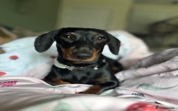 Miniature Dachshund dogs for sale: Beautiful Mini Dachshund girl  - Image 8