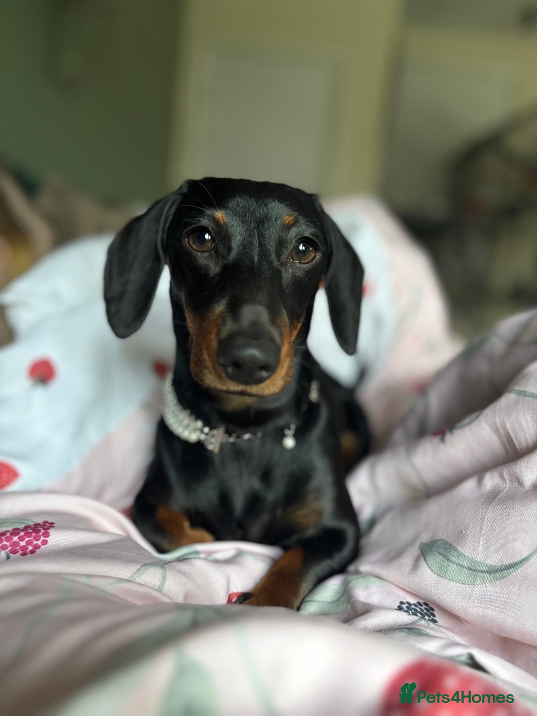 Miniature Dachshund dogs for sale: Beautiful Mini Dachshund girl  - Image 8
