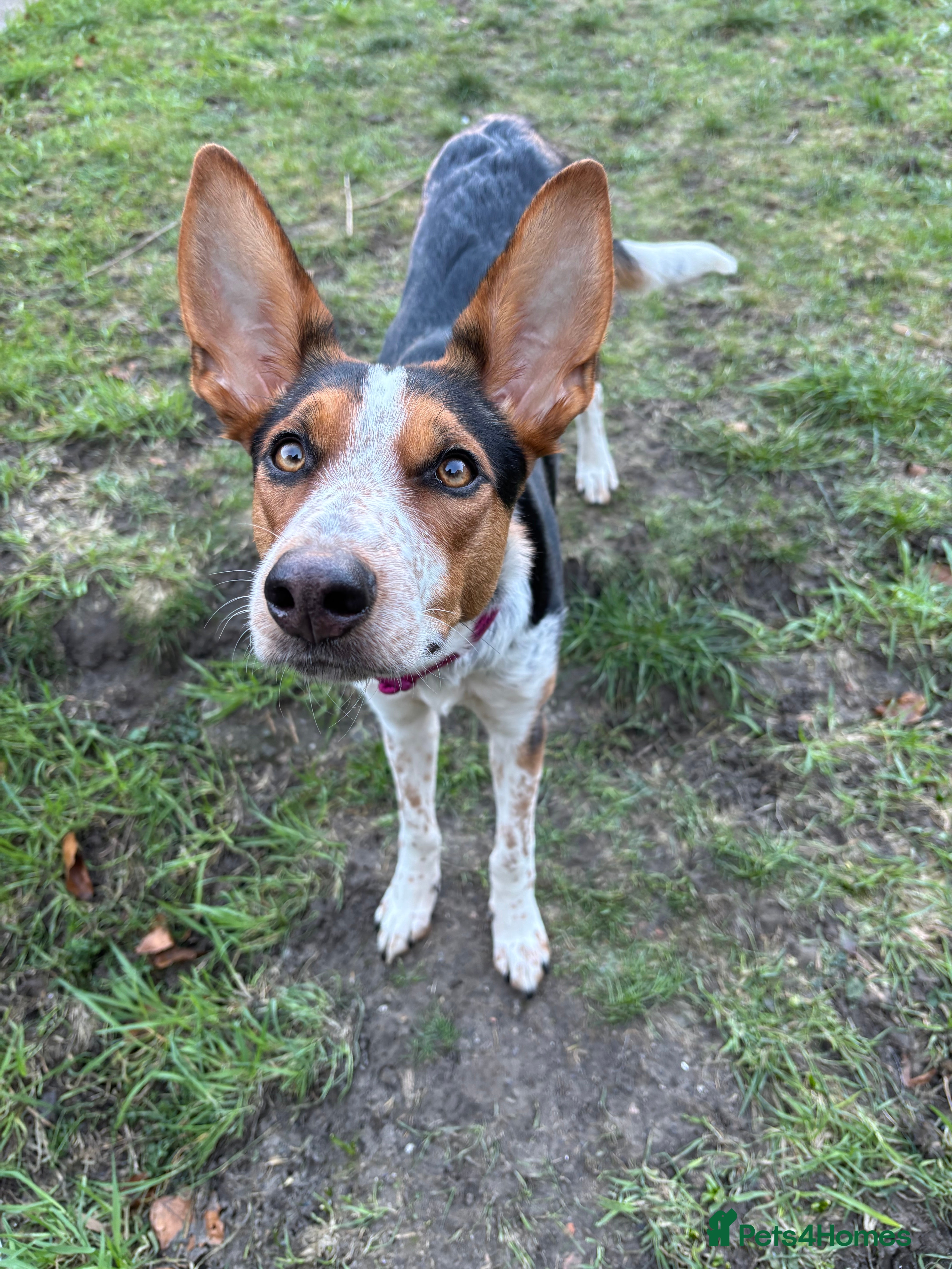 Mixed Breed dogs Bonnie - Advert 2