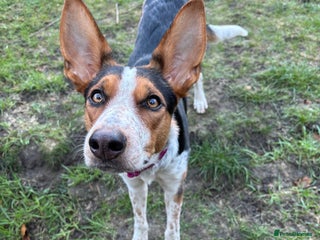 Mixed Breed dogs Bonnie - Advert 14