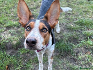 Mixed Breed dogs Bonnie - Advert 7