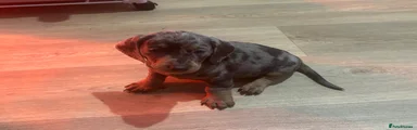 Miniature Dachshund 3