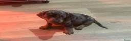 Miniature Dachshund dogs for sale: 🐶🏠 5 Beautiful Miniature Dachshunds 🐶🏠 - Advert 7