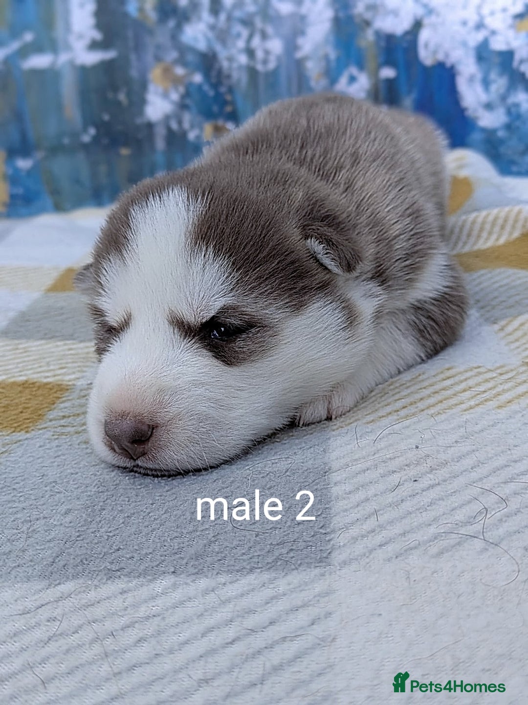 Siberian Husky dogs for sale: Beautiful Siberian Huskies-all with blue eyes - Advert 23