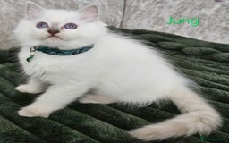 Ragdoll cats for sale: GCCF Registered Pedigree Lilac Point Ragdolls in Dundee - Image 16