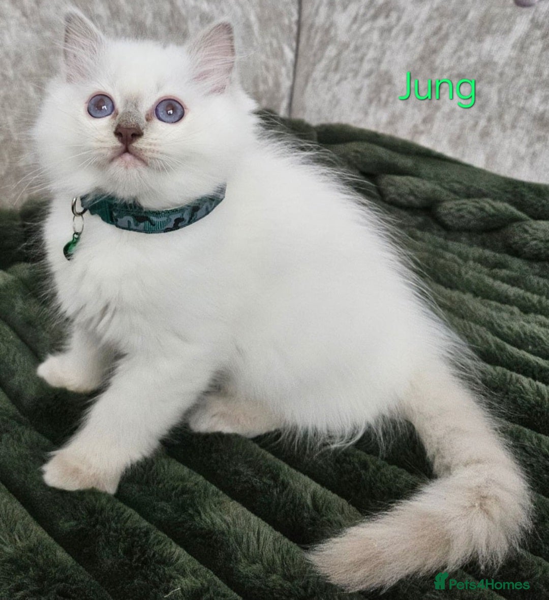 Ragdoll cats for sale: GCCF Registered Pedigree Lilac Point Ragdolls in Dundee - Image 16