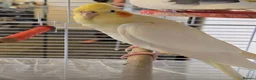 Cockatiels birds for sale: Male cockatiel  - Advert 2