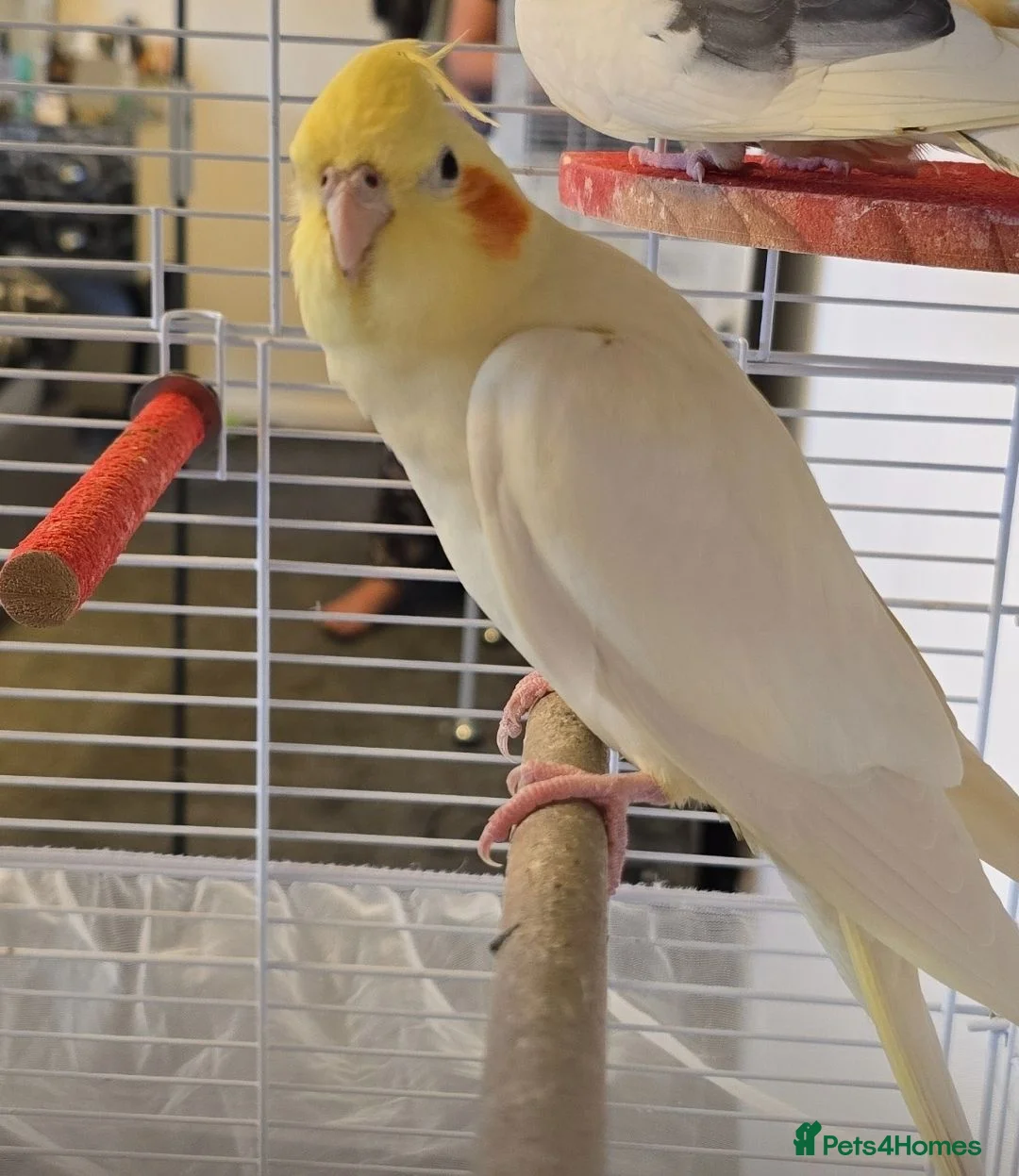 Cockatiels birds for sale: Male cockatiel  - Advert 2