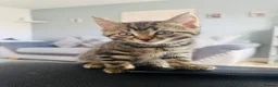 Mixed Breed cats for sale: Tabby  in Chichester - Advert 3