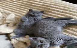 British Shorthair cats for sale: ❤️GCCF❤️ONE GIRL LEFT❤️READY❤️ BRITISH SHORTHAIR❤️ - Image 24
