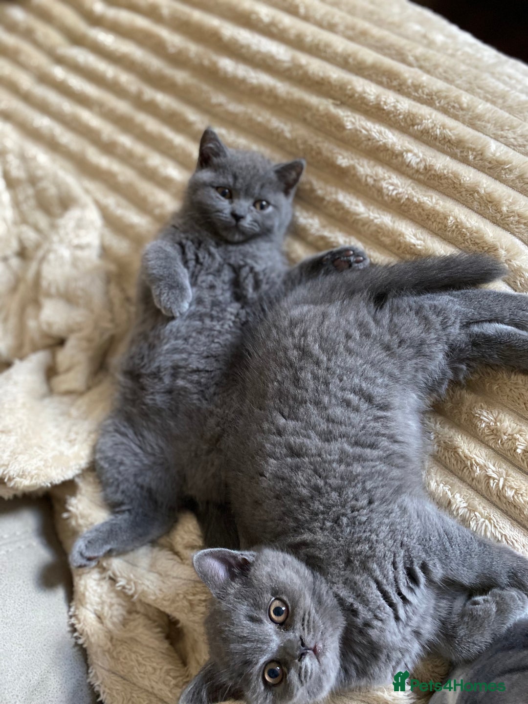 British Shorthair cats for sale: ❤️GCCF❤️ONE GIRL LEFT❤️READY❤️ BRITISH SHORTHAIR❤️ - Image 24
