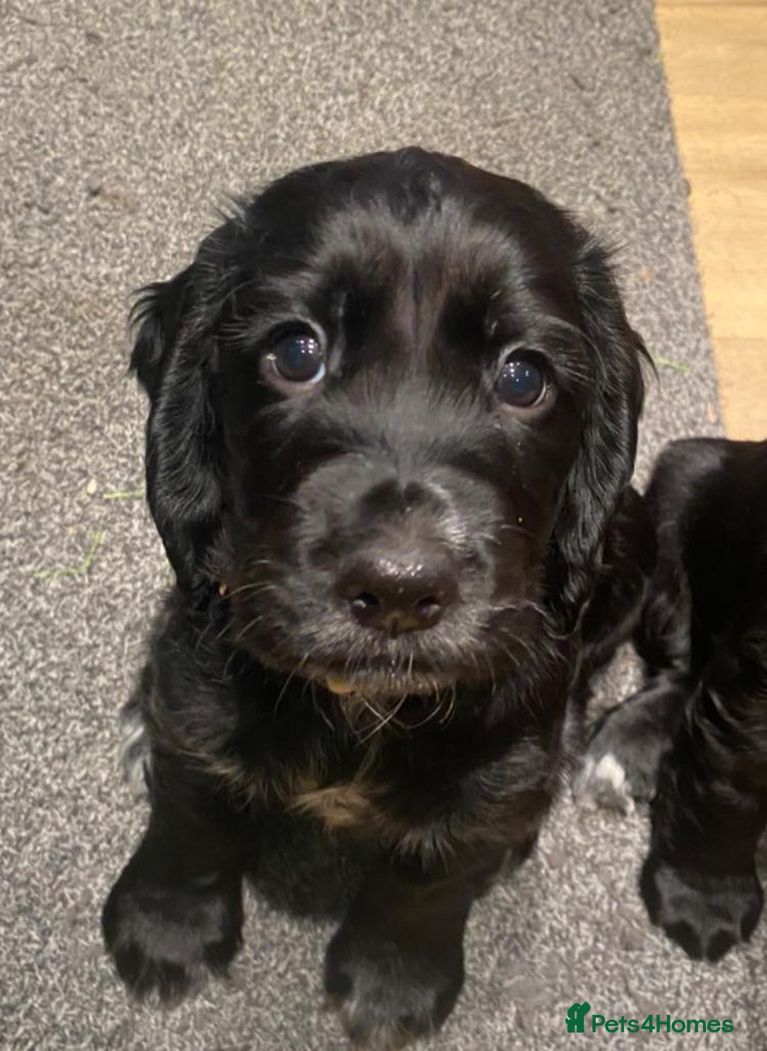 Cocker Spaniel dogs for sale: Cocker Spaniel Puppies - Advert 25