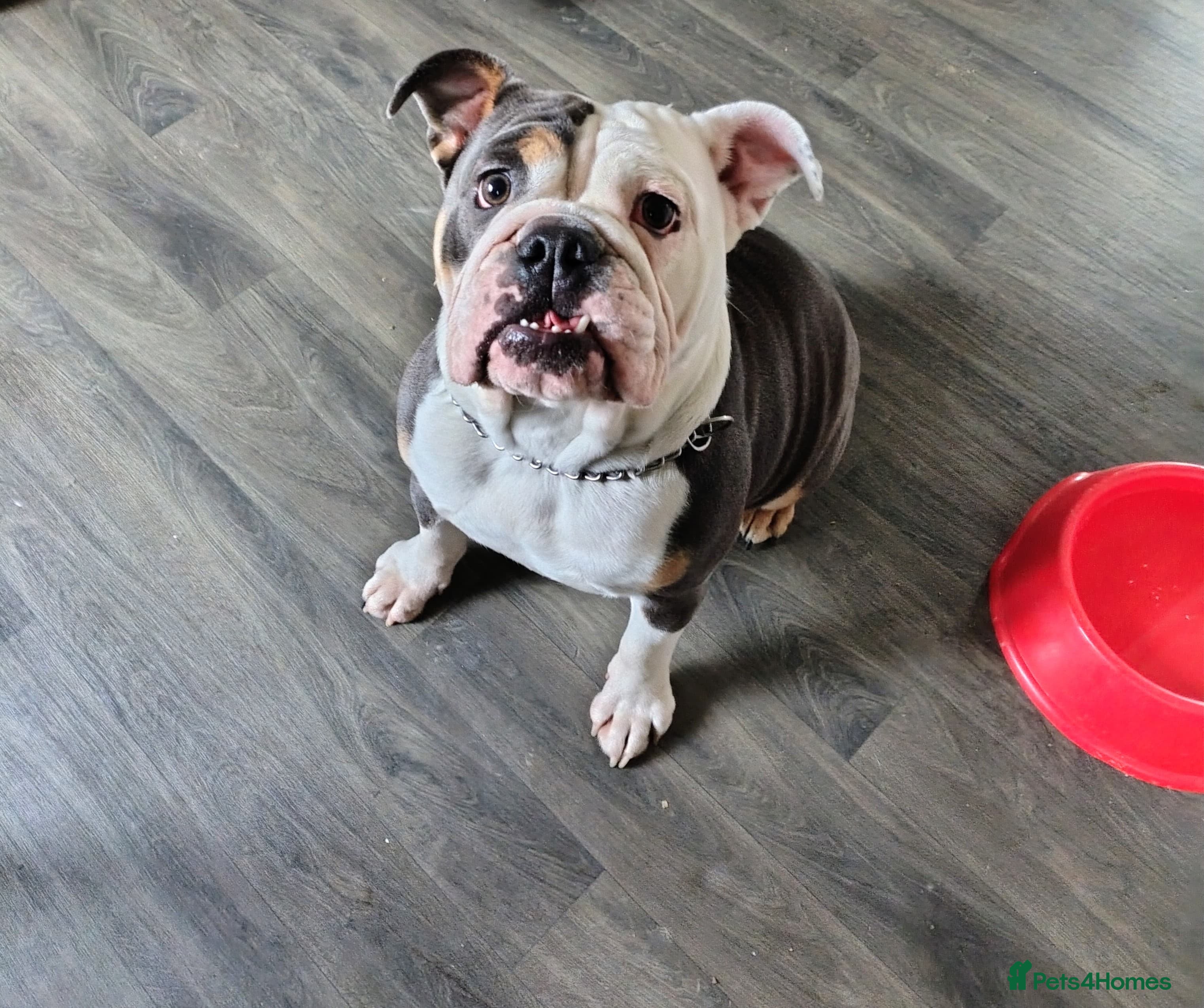 English Bulldog dogs Betty English bulldog dog - Advert 11