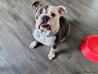 English Bulldog dogs Betty English bulldog dog - Advert 12