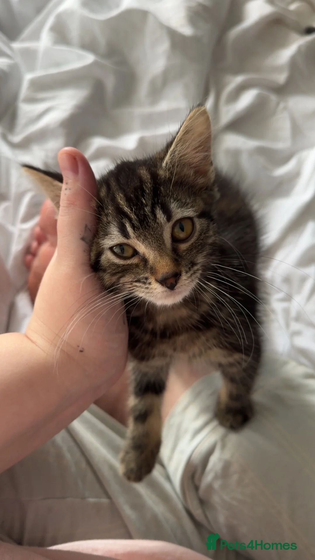 Domestic Shorthair cats for sale: Three tabby kittens for sale  - Advert 4