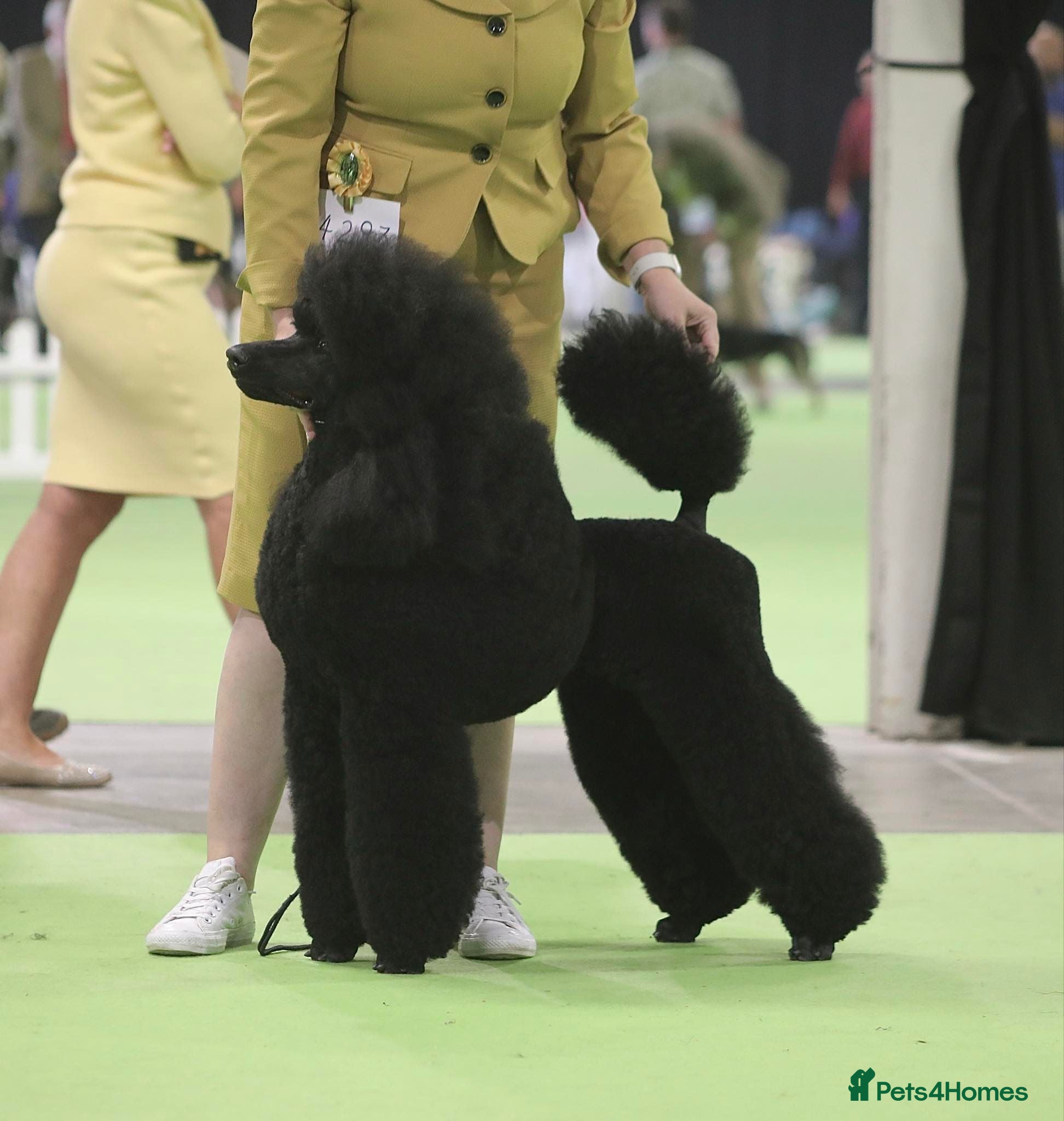 Standard Poodle dogs The Magnificent Seven Standard Poodle Puppies - Advert 2