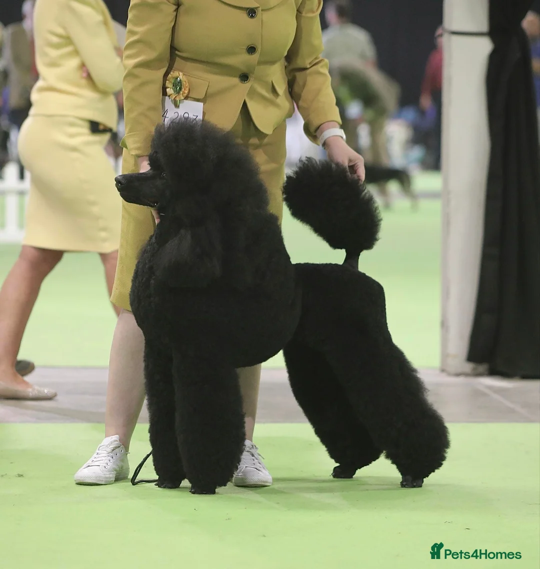Standard Poodle dogs for sale: The Magnificent Seven Standard Poodle Puppies - Advert 2