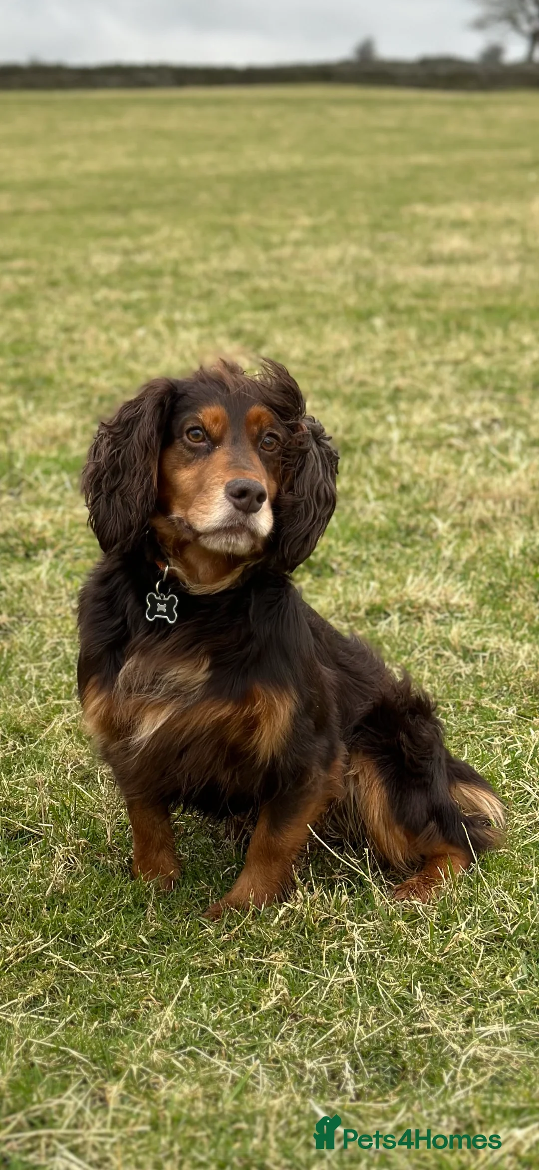Cocker Spaniel dogs for stud: WCS cocker spaniel brown and tan in Treharris - Advert 2
