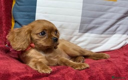 Cavalier King Charles Spaniel dogs for sale: Cavalier king Charles  Ruby's puppy's   - Image 32